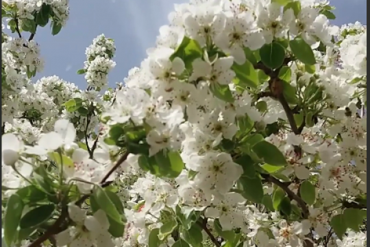 موشن  استوری  : خبر می دهد از آمدنت بوی خوش شکوفه ها