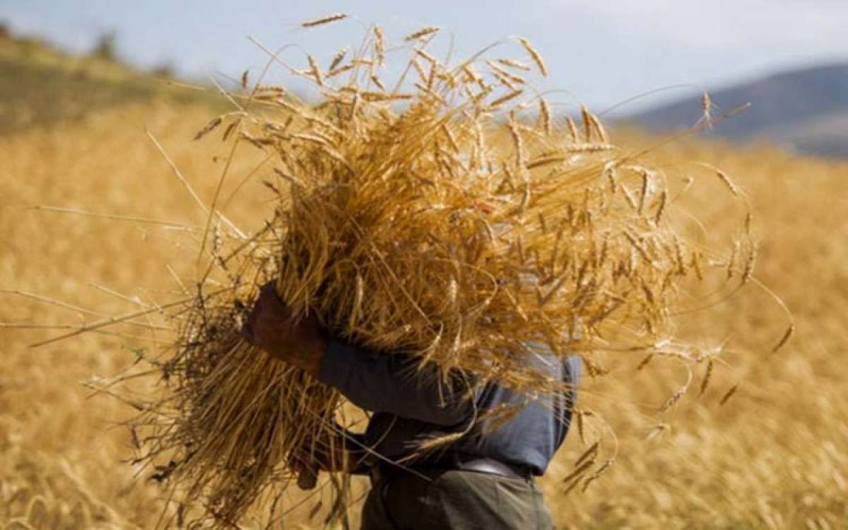 The Ukraine war gives Iran a wheat crisis: Will the wheat shortage speed up Iran’s wheat self-sufficiency?
