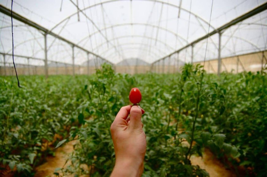 Toxic food? Israel ranks first in the world for its use of poisonous pesticides