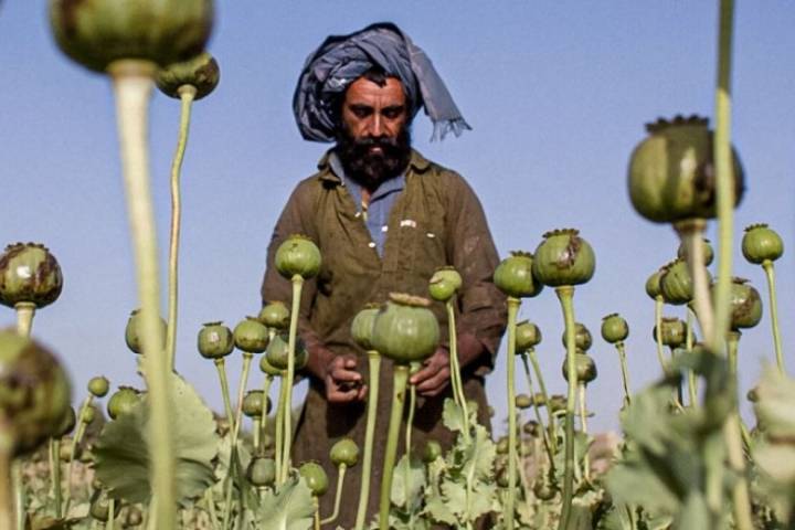 Afghan poppy crops decline
