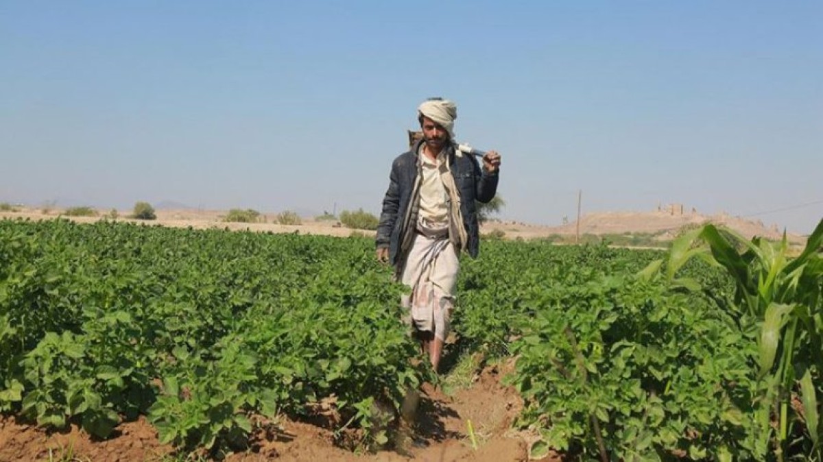 الزراعة من تحت الرماد.. اليمن يكسر الحصار