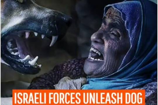 Not only soldiers but also police dogs are deployed to attack Palestinian people