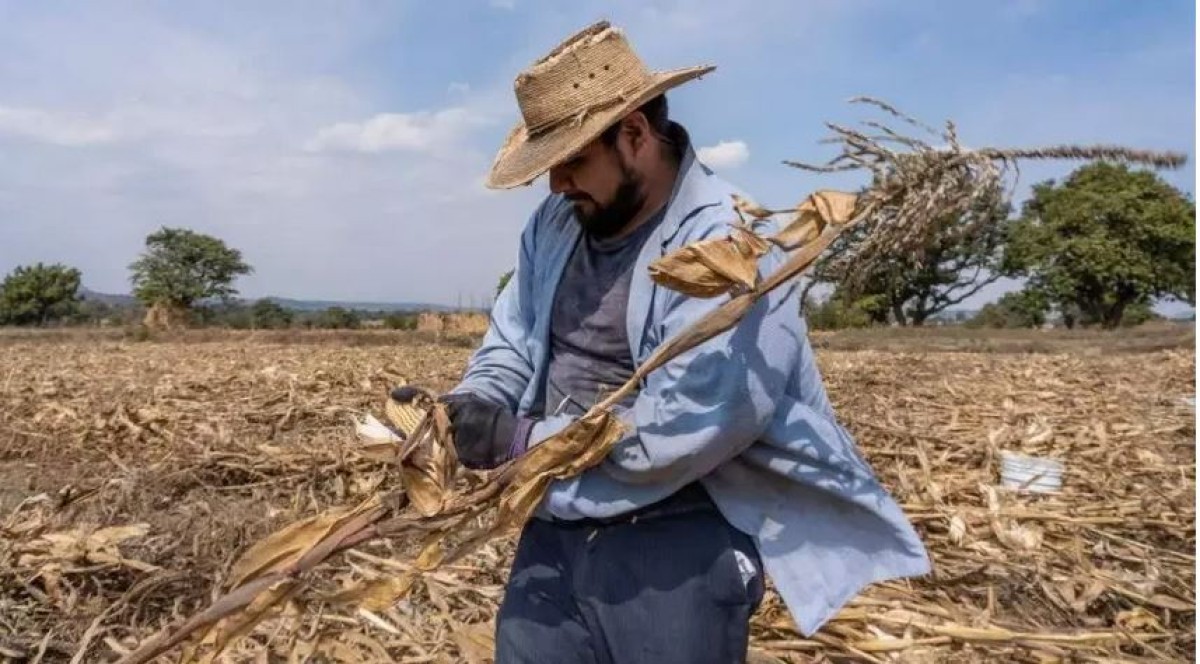 Gaza's Silent Revenge: The Agricultural Catastrophe Facing Israel