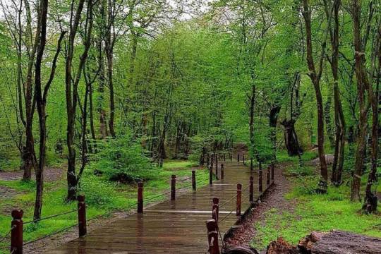 Alangdare forest, Gorgan