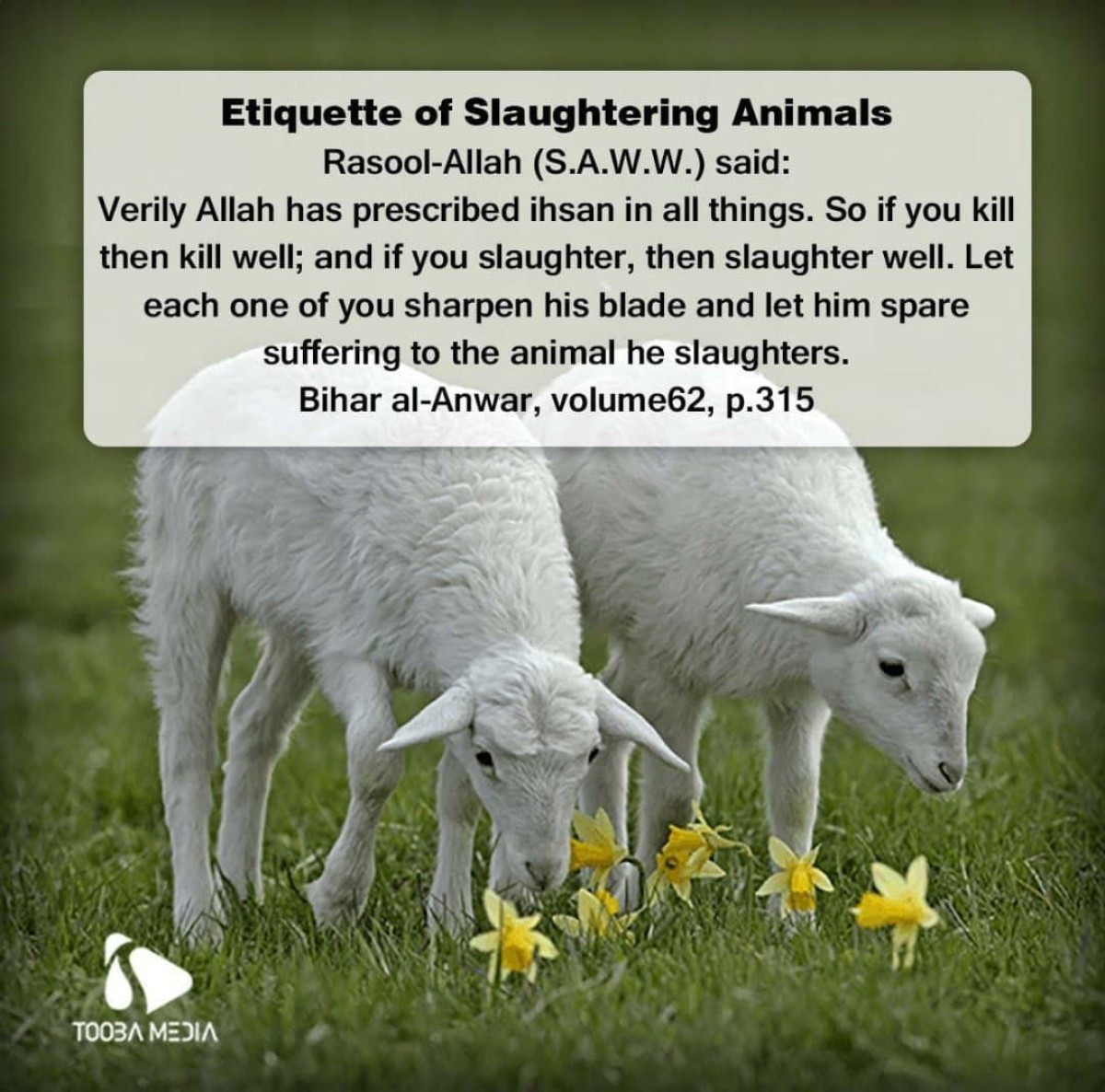 Etiquette of Slaughtering Animals