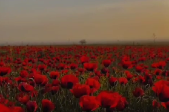 عاشقانه رفتند!