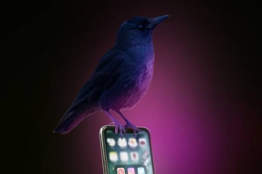 یک کلاغ از چهل کلاغ نباشیم!