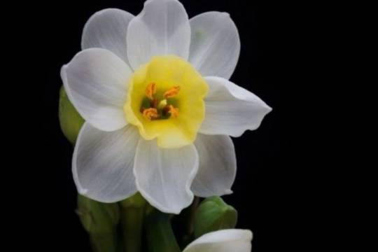 پوستر : تا قیام مهدی (عج) قائم ولایت یاور ماست