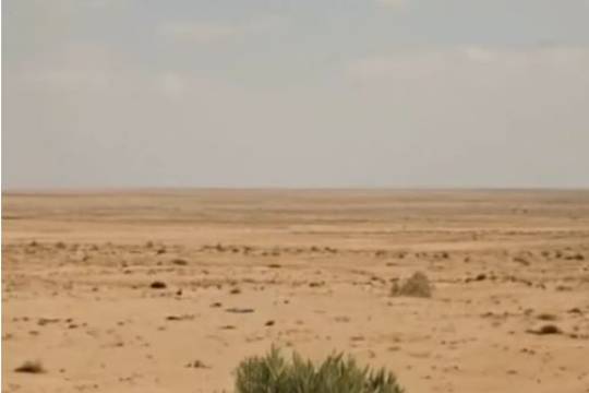 THE OLIVE TREE STANDS UNBROKEN WHISPERING TO THE WORLD THAT ENDURANCE IS A FORM OF FREEDOM