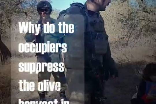 Why do the occupiers suppress the olive harvest in Palestine