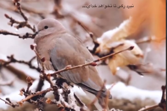 اگر تیغ عالم بجنبد ز جای، نبرد رگی تا نخواهد خدای