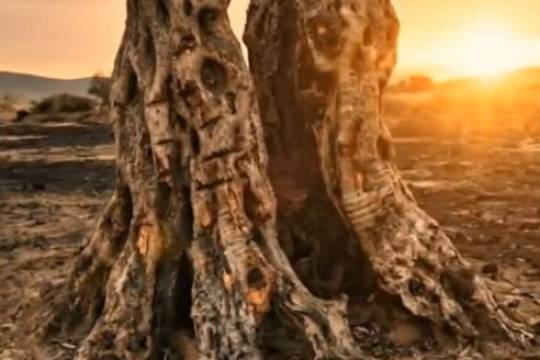 THOSE RESPONSIBLE may hope THAT TIME WILL LEAD TO SILENCE