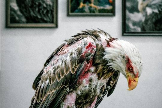 الظالم يهوي وحيداً