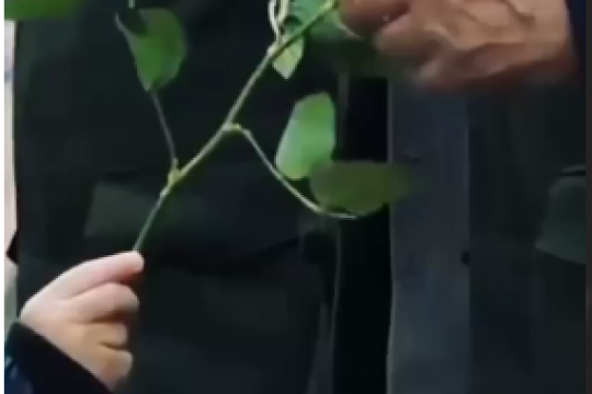 کاش می‌شد دستت را بوسید