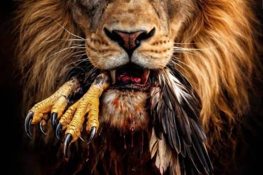 The Fate of Challenging a Lion